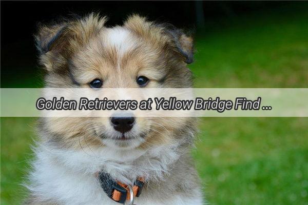 Golden Retrievers at Yellow Bridge Find Your Forever Friend at This Premier Pooch Paradise